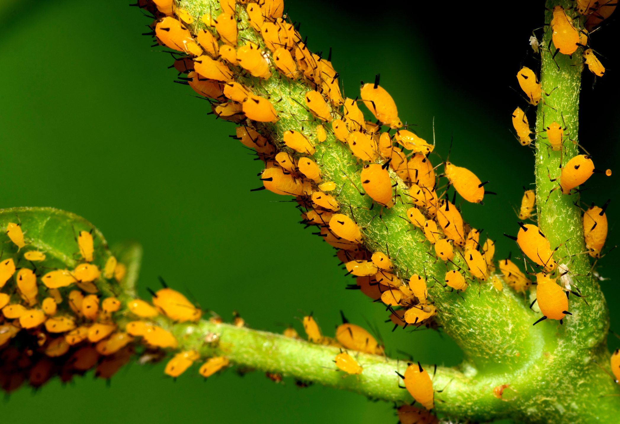 How to Get Rid of Aphids