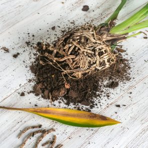 Plant roots are intertwined with soil, lying on a wooden surface. A yellow and green leaf rests nearby, accompanied by scattered dirt.
