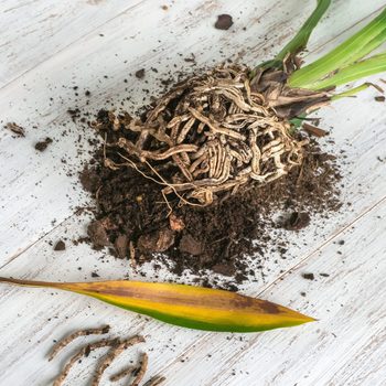 Plant roots are intertwined with soil, lying on a wooden surface. A yellow and green leaf rests nearby, accompanied by scattered dirt.