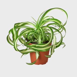 Spider plant sits in a brown pot with curling green and white leaves, against a plain gray background.