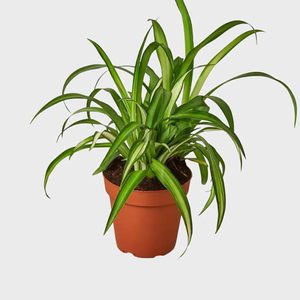 Spider plant with long, arching green leaves sitting in a brown pot against a plain gray background.
