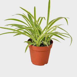 A spider plant grows in a simple brown pot on a plain white background.