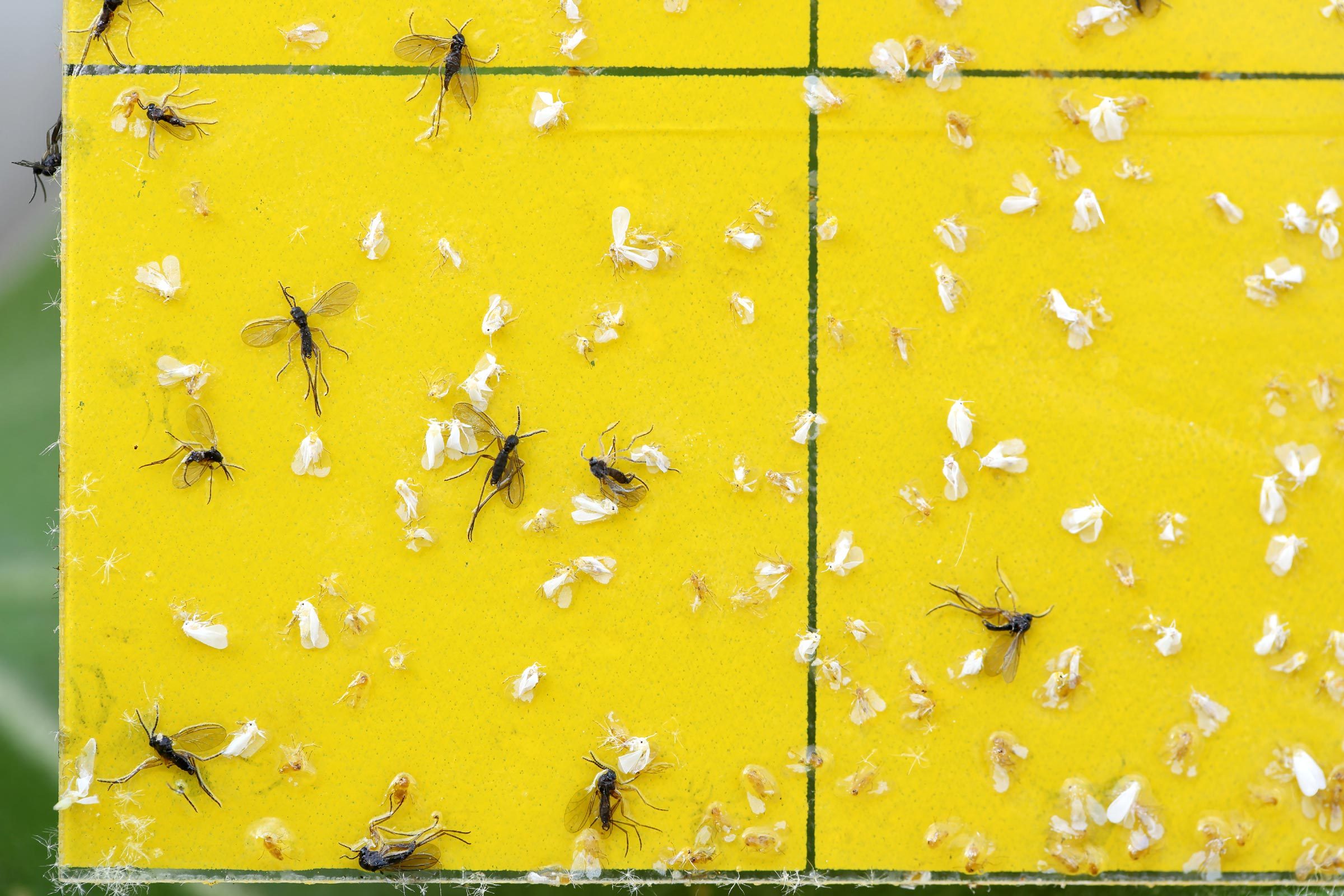 dark winged fungus gnats on sticky fly tape