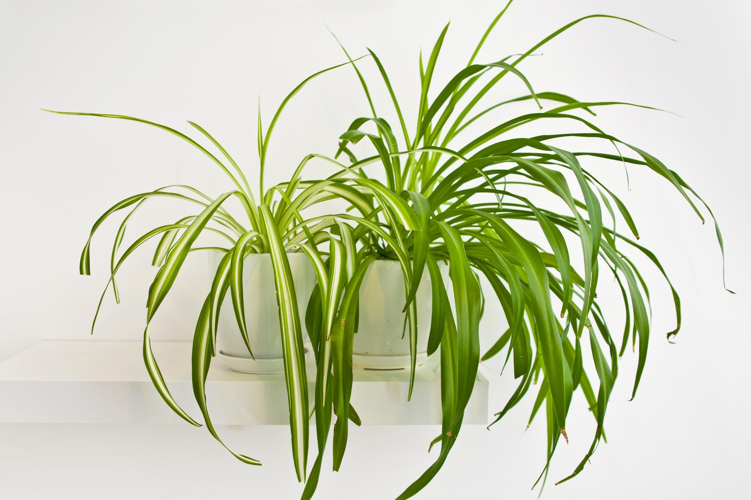 How to Care for Spider Plants