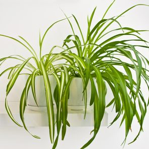 Two spider plants sit in white pots on a shelf, with long green leaves arching gracefully in a minimalistic setting.