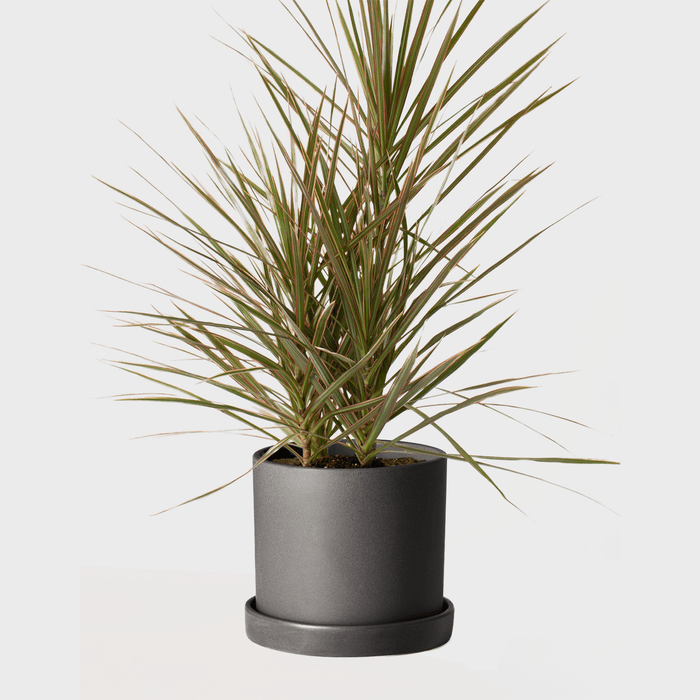 The Sill Dracaena Marginata Medium Hyde Black Ecomm Via Thesill.com
