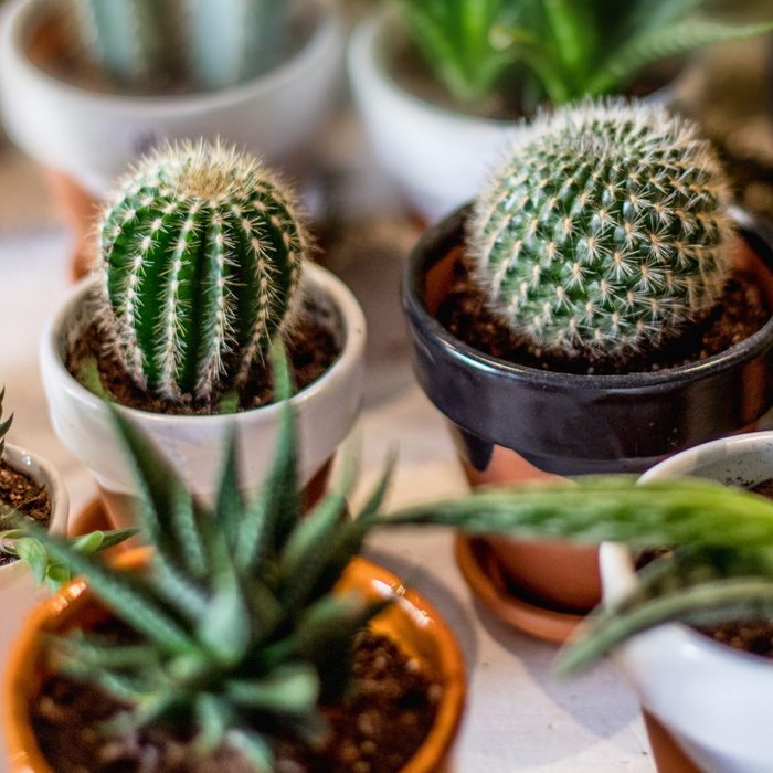 House indoor plants collection. Succulent and cactus in different pots on white background