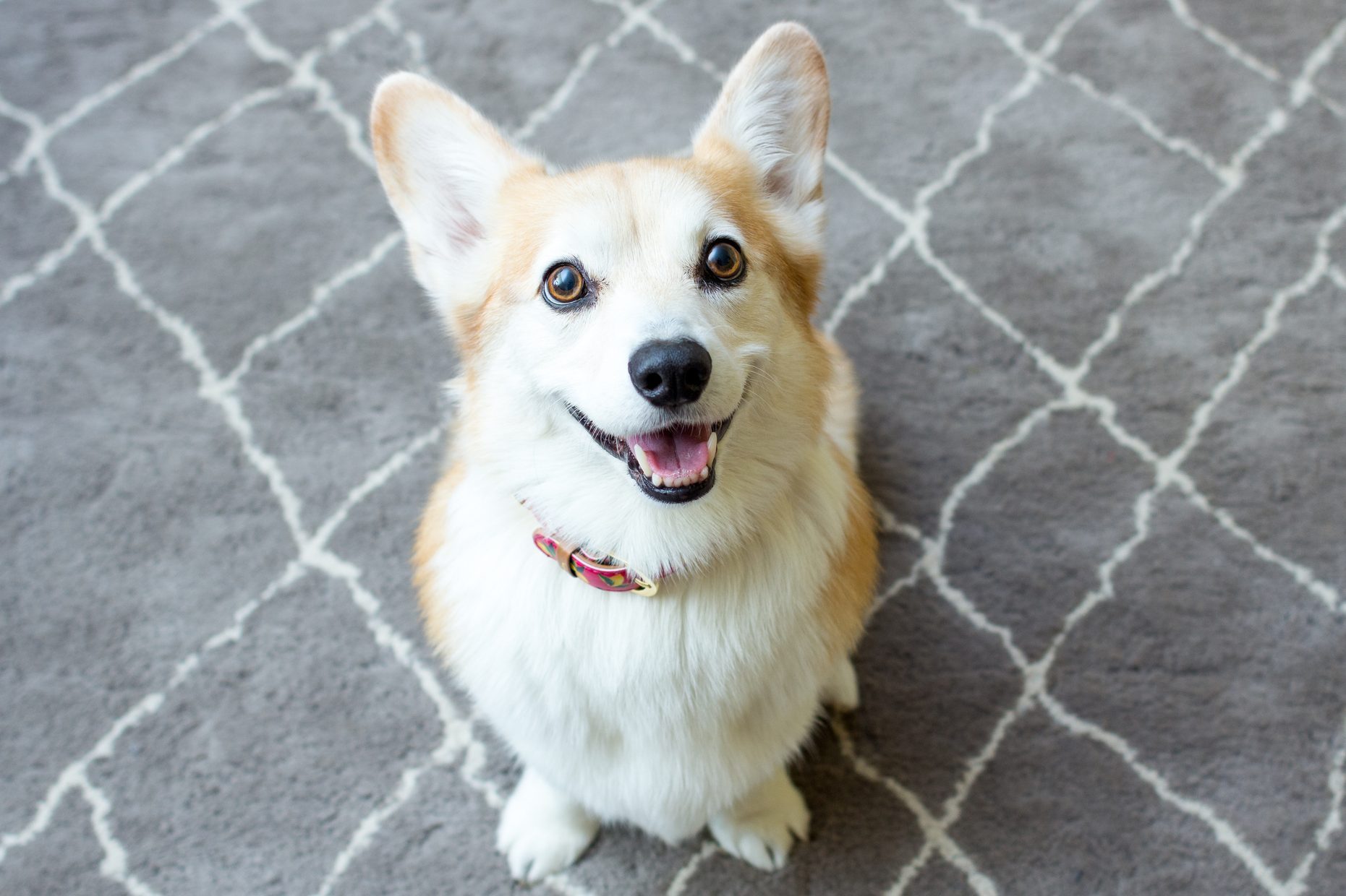 Do Dogs Smile? Decoding Your Dog’s Happy Face