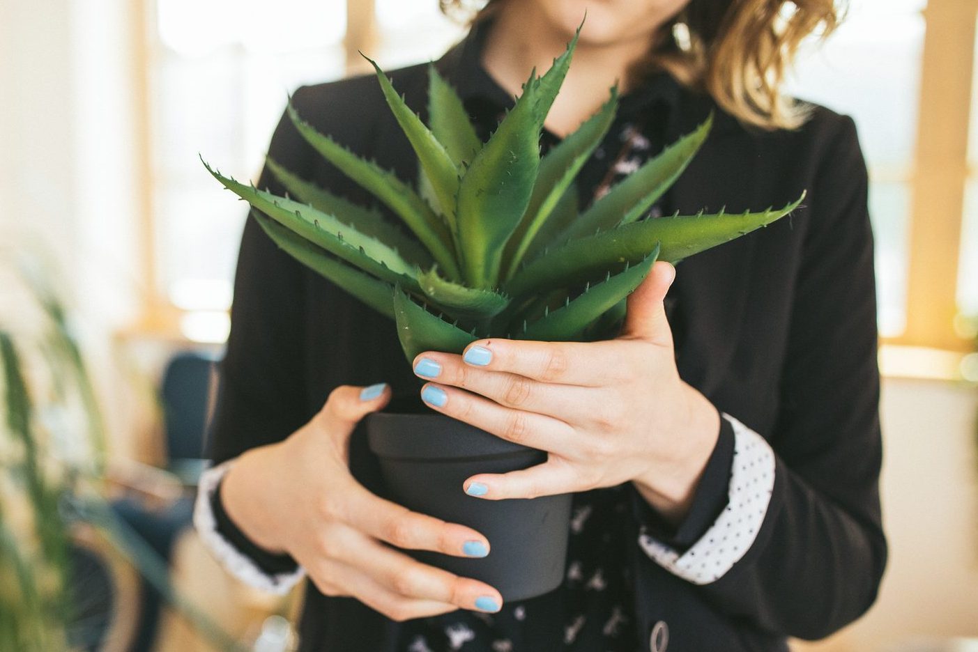 How to Care for Aloe Plants