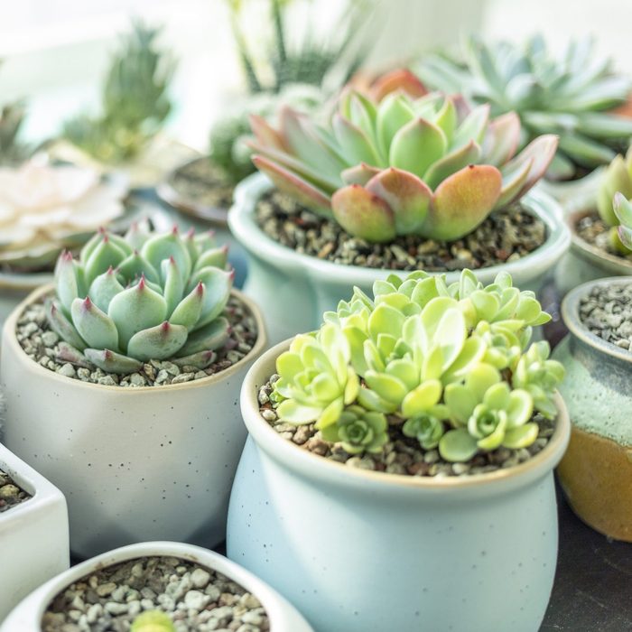 Close-Up Of succulent plants