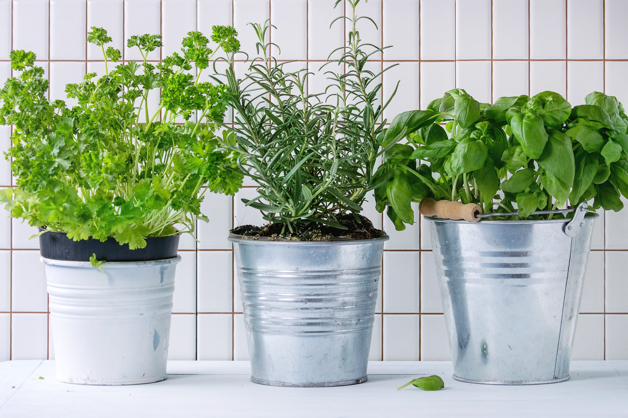 Everything You Need to Know About Growing Herbs Indoors