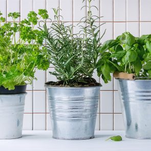 Three metal buckets hold parsley, rosemary, and basil plants, standing on a white surface against a tiled wall background.
