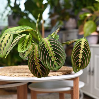 Maranta plant with colorful leaves sits on a round table, surrounded by various green plants and wicker baskets in a cozy indoor space.