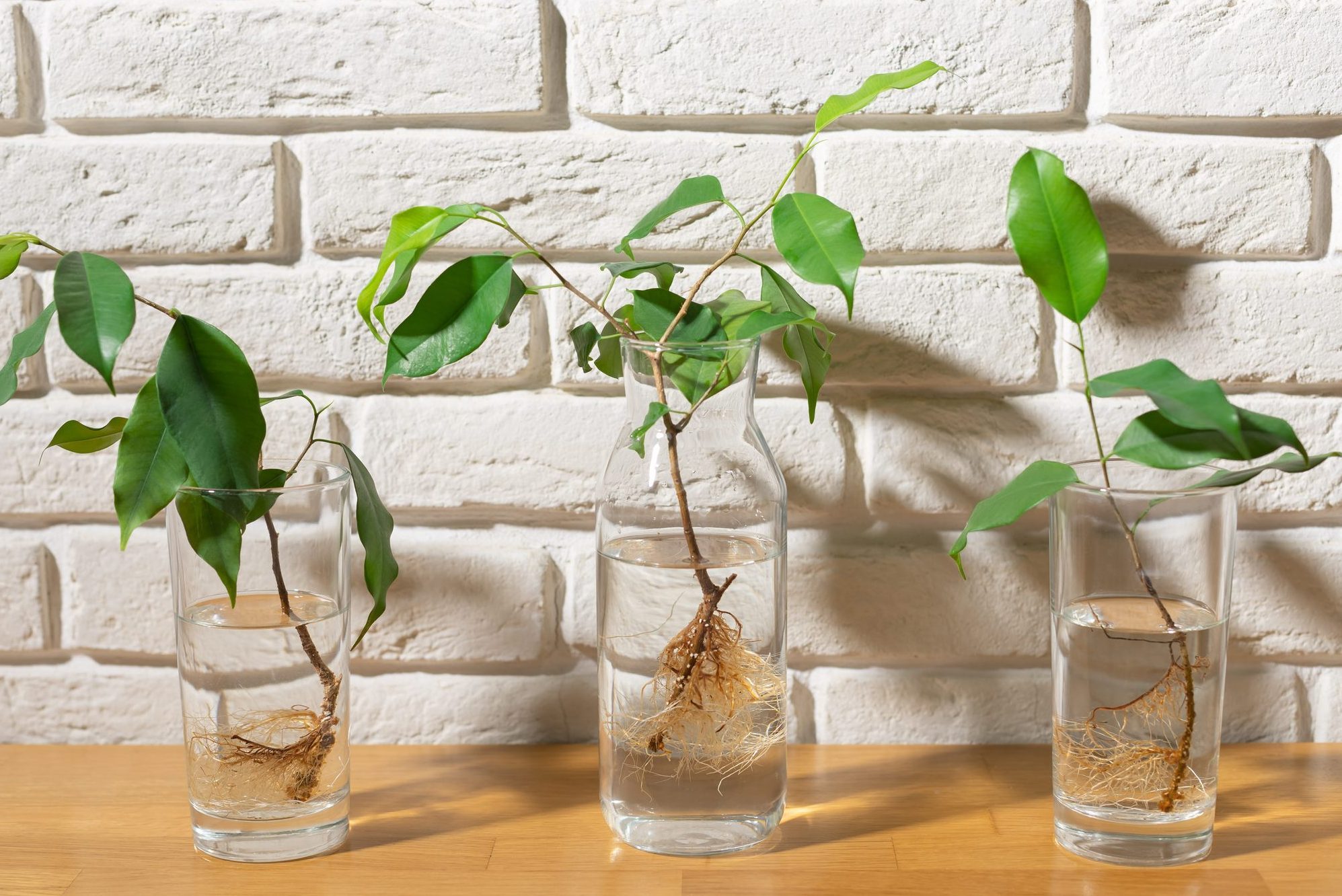 How to Propagate Houseplants