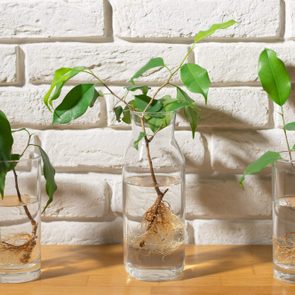 Plant cuttings grow roots in three glass containers against a white brick wall background.