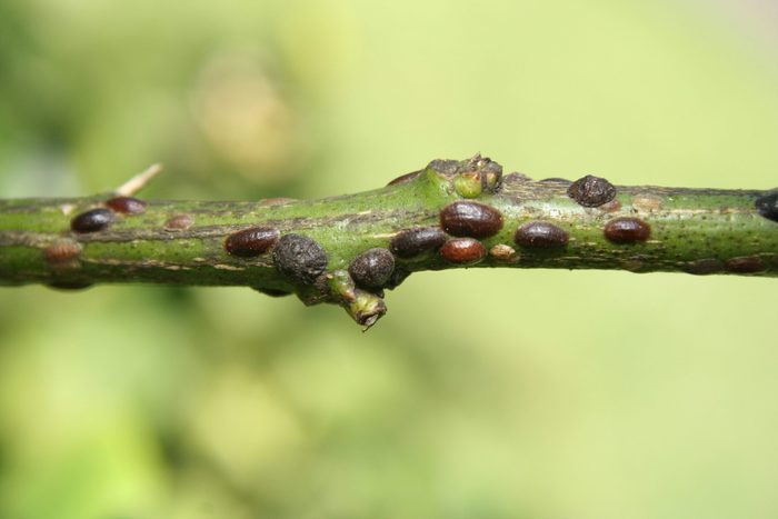 Citrus Scale (Coccus hesperidum)