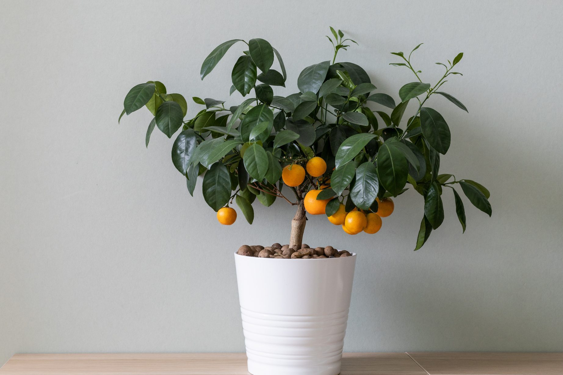 13 Best Fruit Trees You Can Grow Indoors