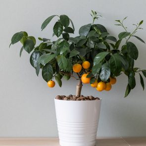 Potted citrus plant with small oranges growing, situated on a wooden surface against a light gray wall.