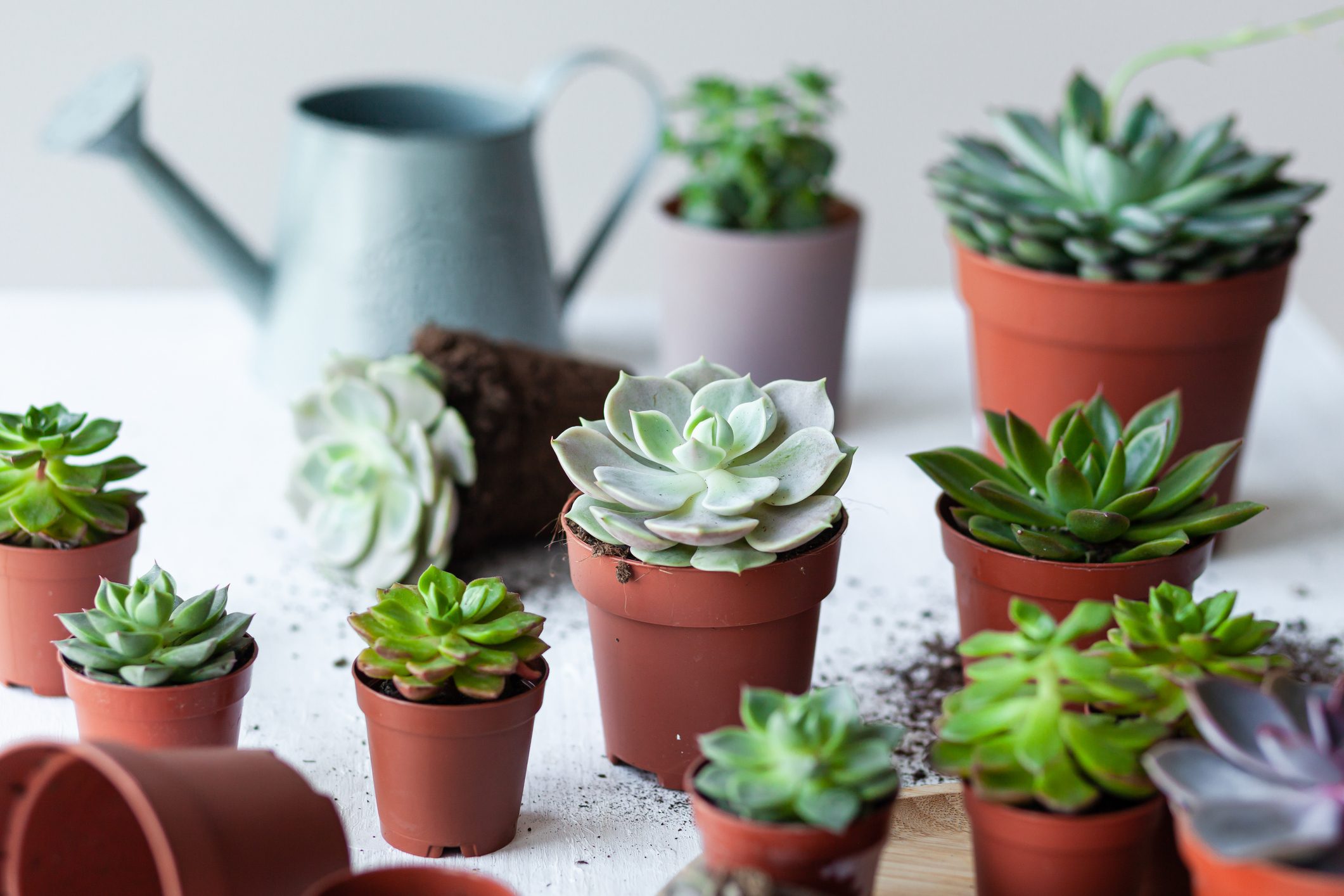 How to Care for Succulents