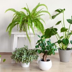 Plants are arranged on and around a white bench, thriving in a minimalist indoor setting with a light wooden floor.