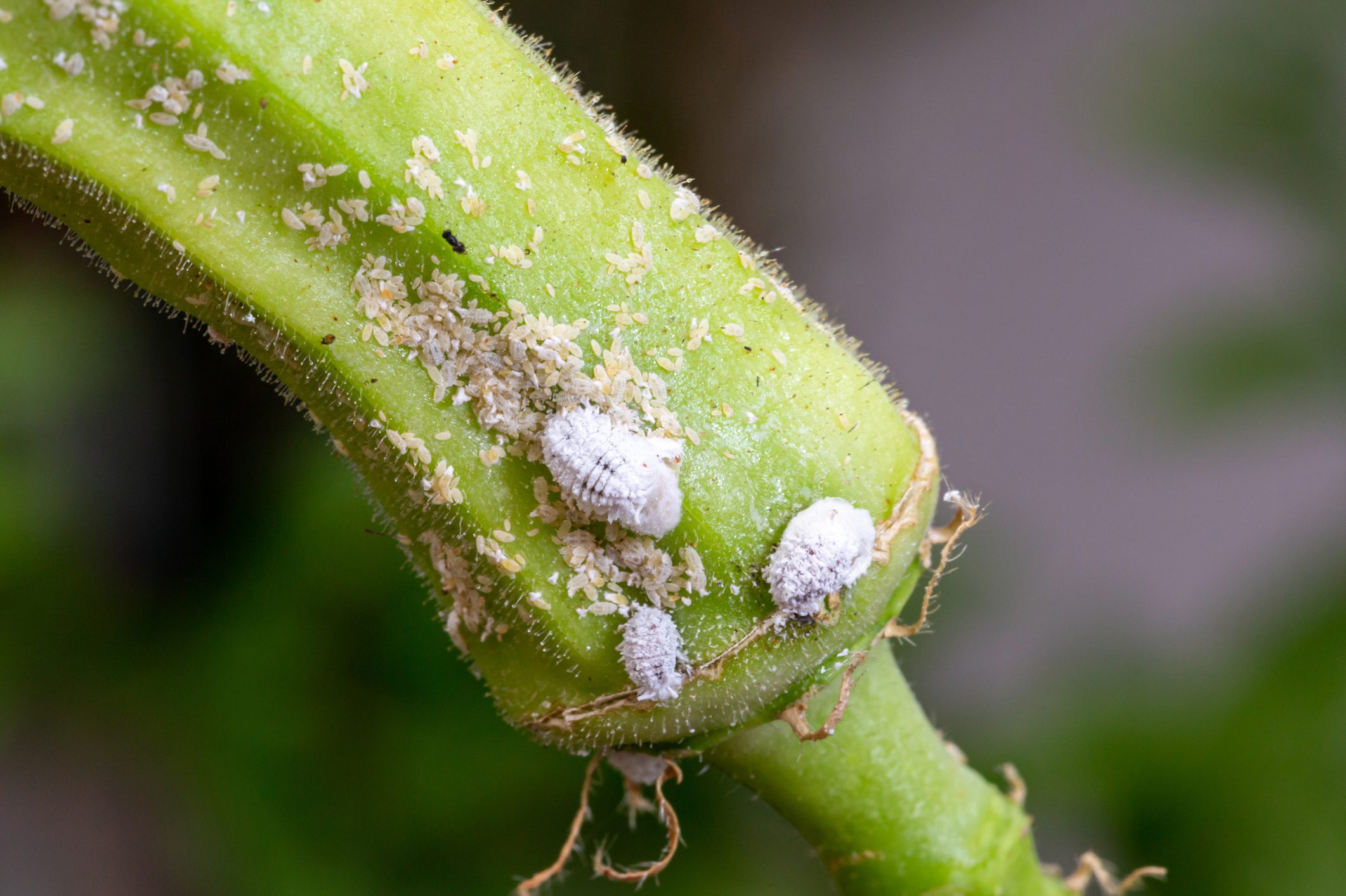 Mealybug infestation growth of plant. Macro of mealybug. Mealybugs on the okra plant.