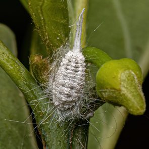 A white, fuzzy insect clings to a green plant stem, surrounded by leaves in a natural setting.
