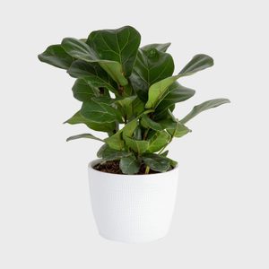 Potted plant with large green leaves sits in a textured white pot against a plain light gray background.