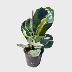 A fiddle leaf fig plant stands upright in a black pot against a plain, light background.