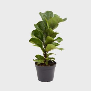 A fiddle leaf fig plant stands upright in a black pot against a plain white background.