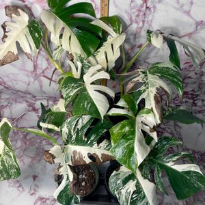 Variegated plant displaying green and white split leaves sits against a pink marbled background. A ruler stands beside the plant for measurement.