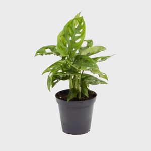 Green potted plant with perforated leaves stands alone against a plain, light gray background.