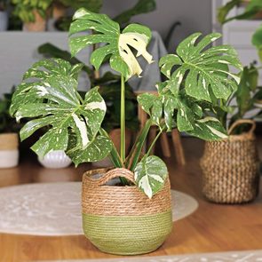 Variegated monstera plant sits in a woven basket on a wooden floor, surrounded by other potted plants and a gray covered table.