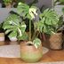 How to Care for Monstera Plants
