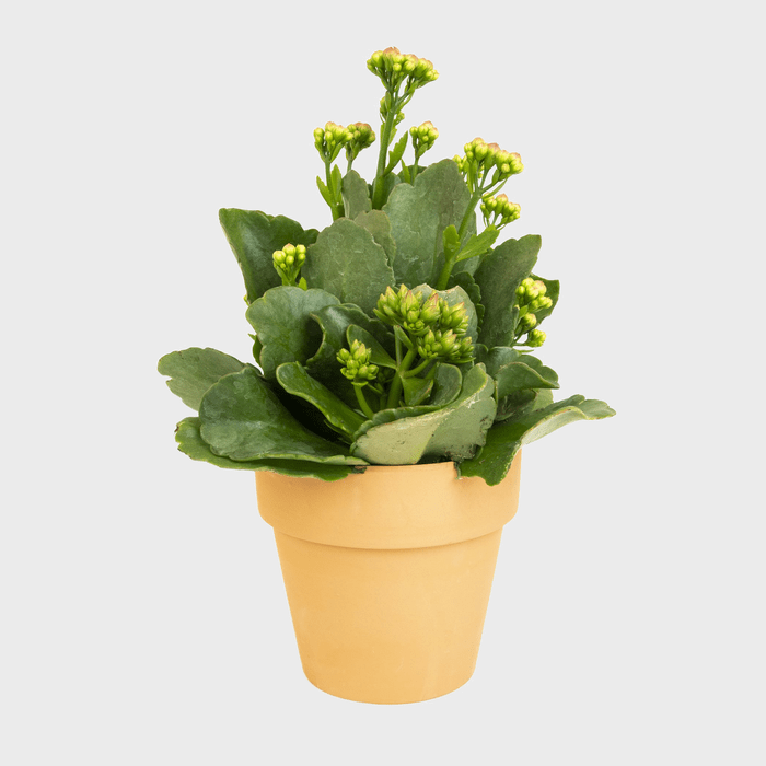 Altman Plants Flowering Kalanchoe Ecomm Via Walmart.com