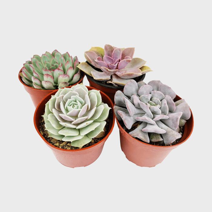 Echeveria Succulent 4 Pack Ecomm Via Succulentsbox.com