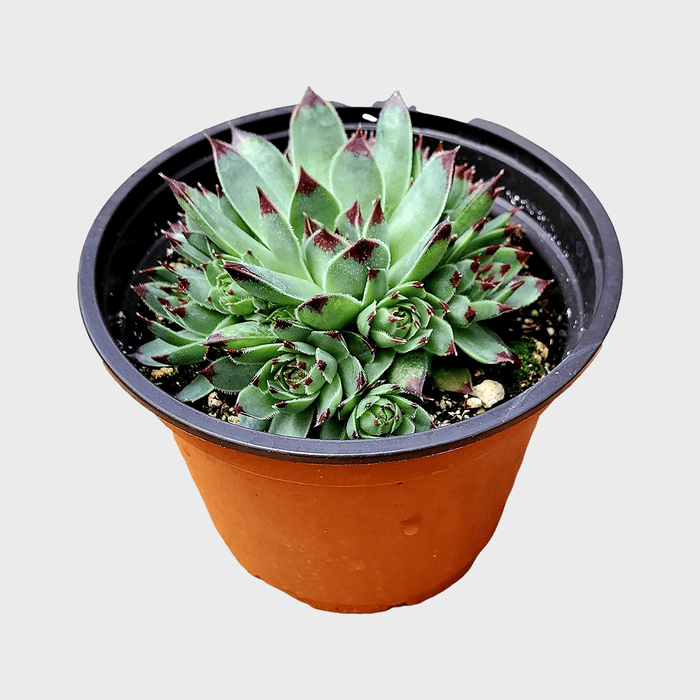 Fat Plants San Diego Succulent Sempervivum Ecomm Via Amazon.com
