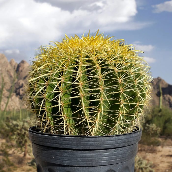 Golden Barrel Cactus Ecomm Via Cactusoutlet.com