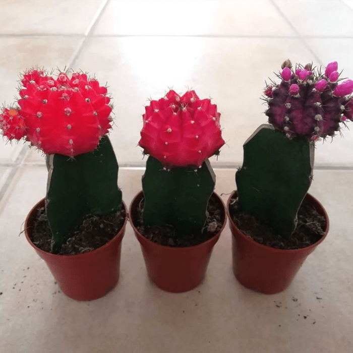 Grafted Moon Cactus Ecomm Via Etsy.com