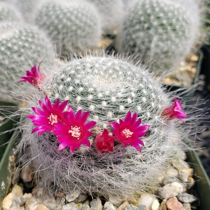 Mammillaria Hahniaia Cactus Ecomm Via Planetdesert.com
