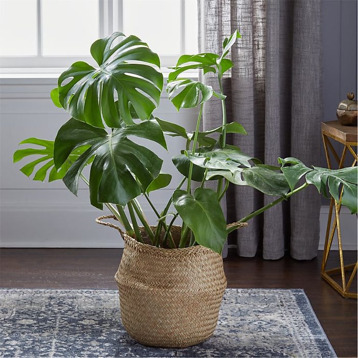 Monstera In Basket Ecomm Via Proflowers.com