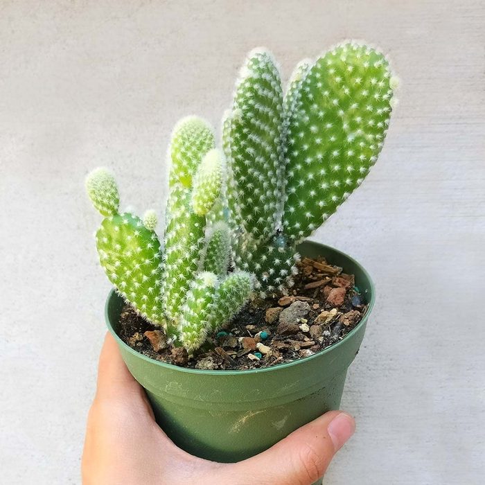 Opuntia Microdasys Bunny Ears Cactus Ecomm Via Amazon.com