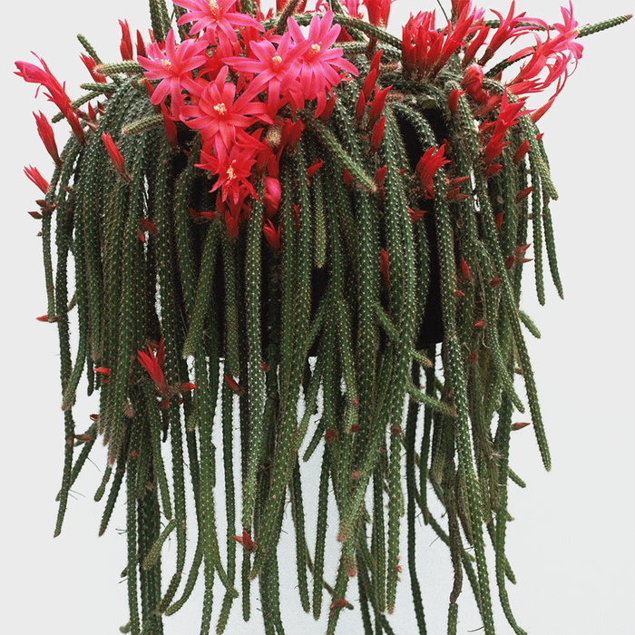 Rat Tail Cactus Plant Ecomm Via Amazon.com