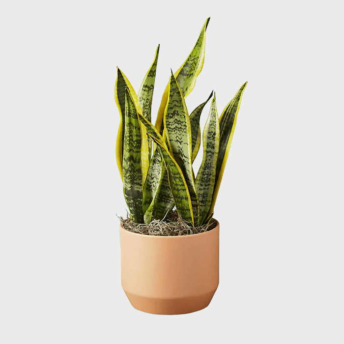 Snake Plant Ecomm Via Proflowers.com