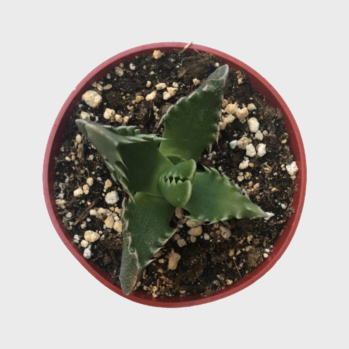 Tigers Jaw 4 Inch Faucaria Tigrina Ecomm Via Etsy.com