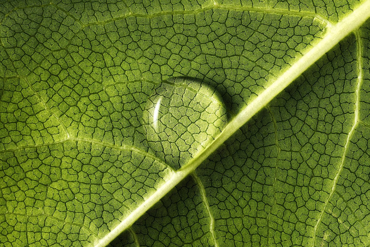 If Your Indoor Plant Has Water Droplets on Its Leaves, This Is What It Means
