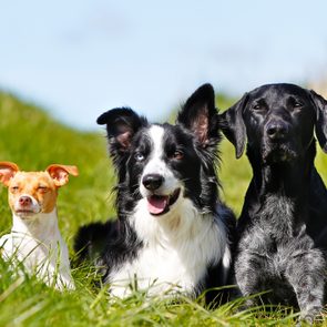 Three dogs lying on grass, looking forward in a sunny field.