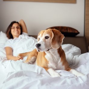 Dog lies on a bed, alert and looking sideways. A person relaxes in the background, smiling, under a white blanket.