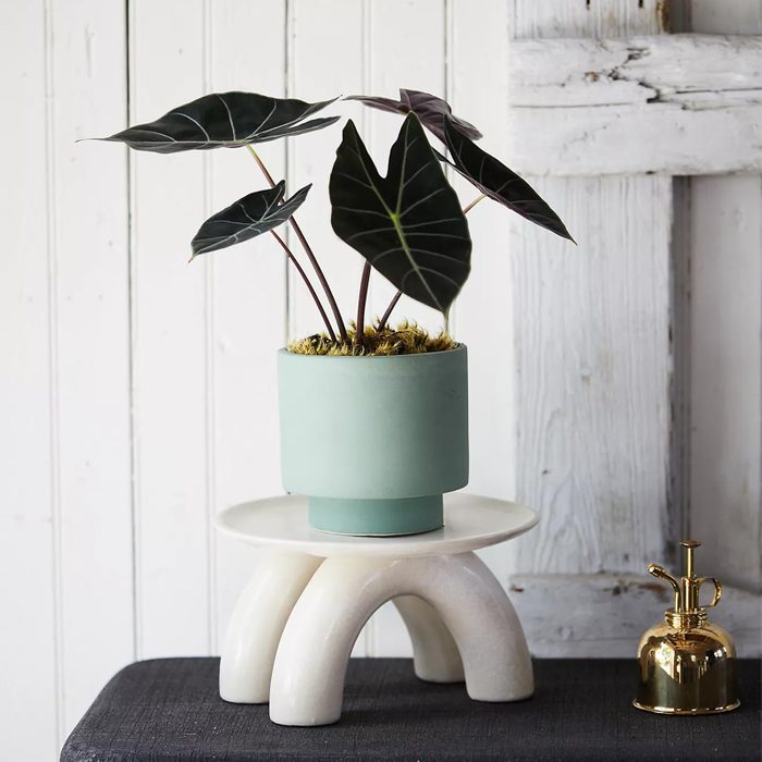 Plant in a green pot sits atop a modern white pedestal, surrounded by white wooden walls and a gold misting bottle.