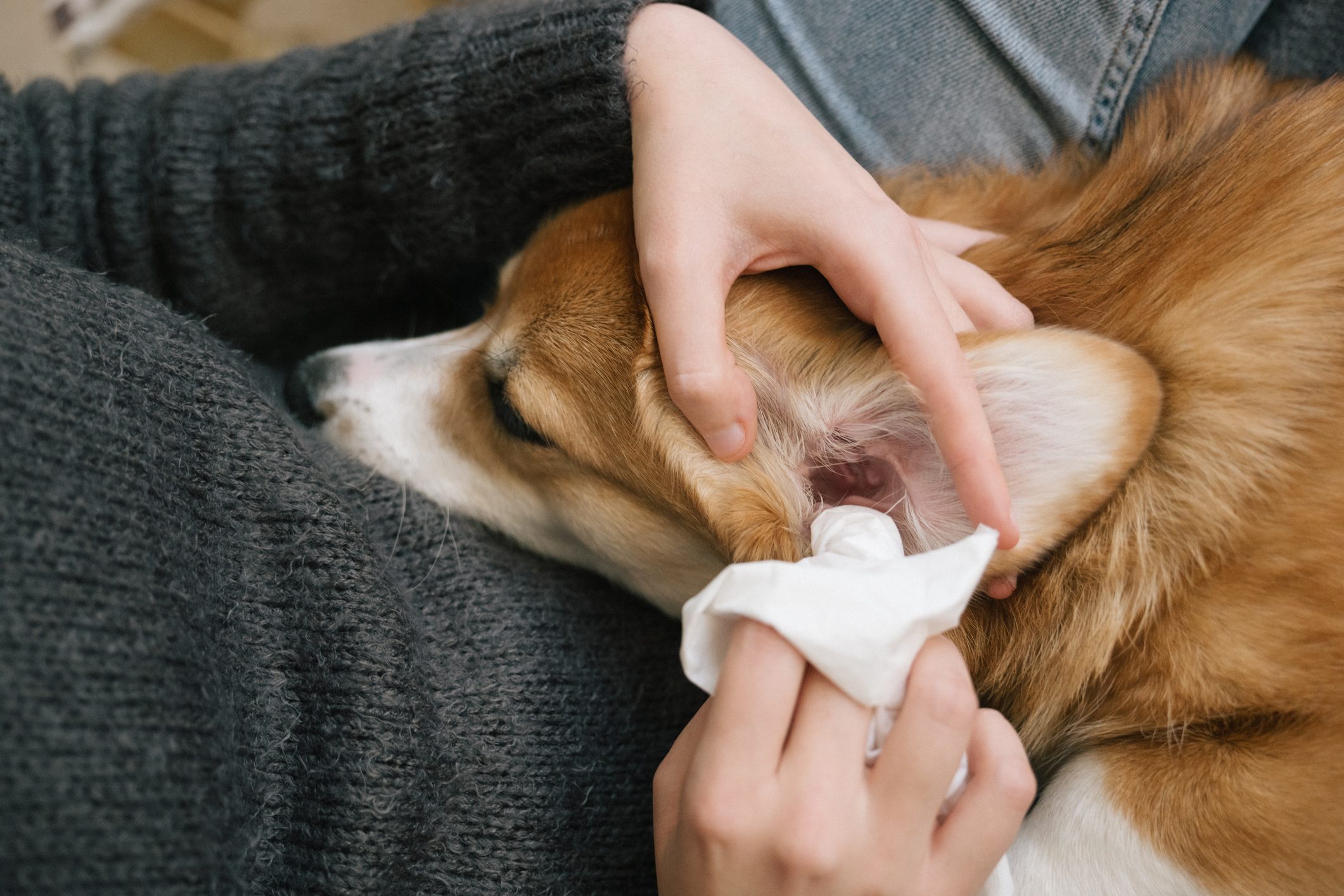 How to Clean Your Dog’s Ears at Home