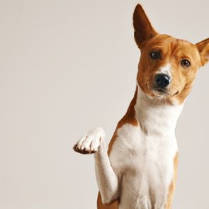 A brown and white dog raises its paw, tilting its head against a plain beige background.